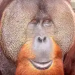 Sammy the Orangutan