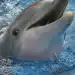 Winter The Dolphin