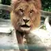 Caesar the Lion