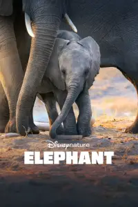 Affiche de Éléphants