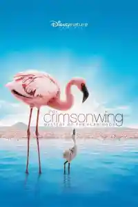 Affiche de Les Ailes pourpres : Le Mystère des flamants