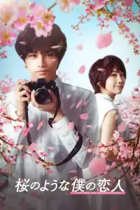 Poster : Love Like the Falling Petals