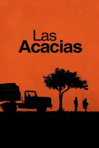 Poster : Les acacias