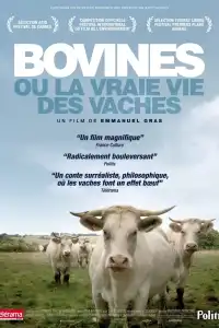 Poster : Bovines ou la vraie vie des vaches