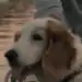 Bodil the Dog