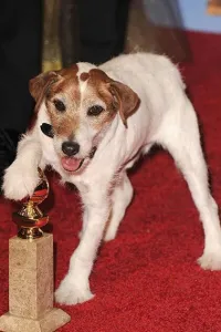  Uggie