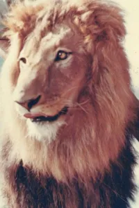 Photo de  Zamba