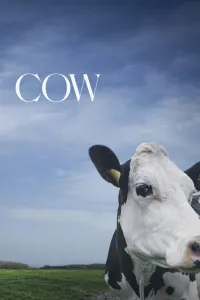 Affiche de Cow