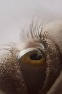Affiche de Eyelash
